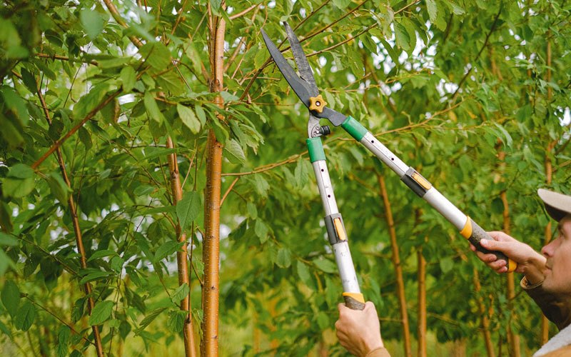 Tree trimming in Lindsay, OK