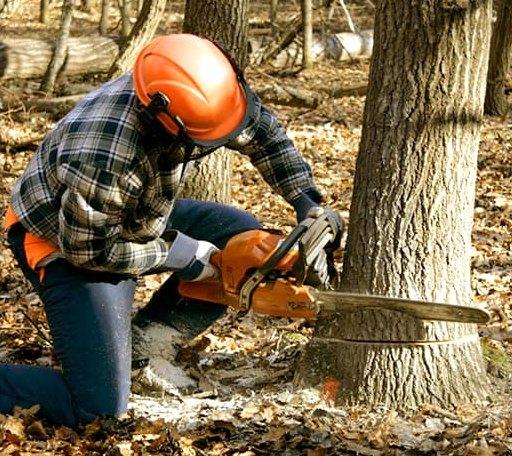 Tree Removal in Lindsay, OK